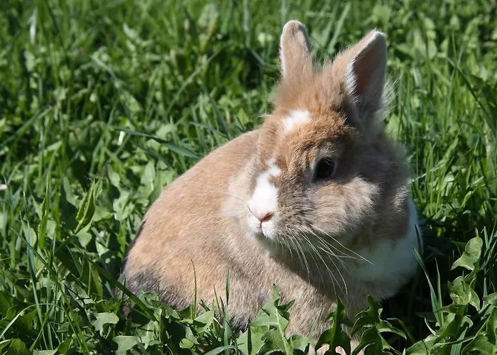 Appartamento S'landhaus