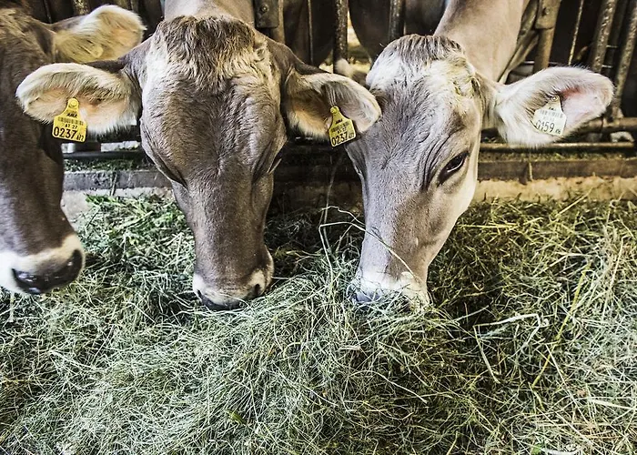 Appartement S'landhaus Neustift im Stubaital