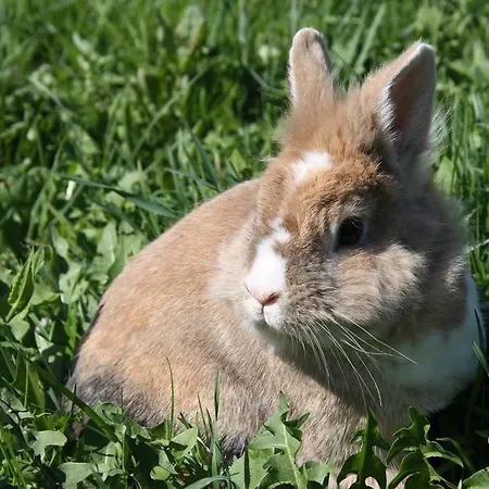 Апартаменты S'landhaus