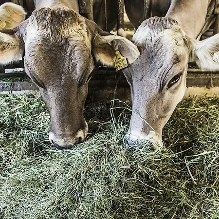 Апартаменты S'landhaus Нойштифт-им-Штубайталь